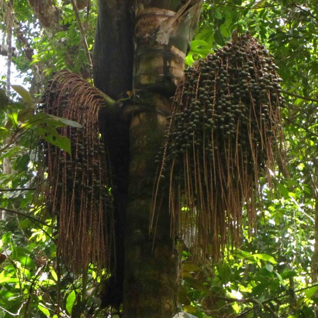 Aceite de ungurahua