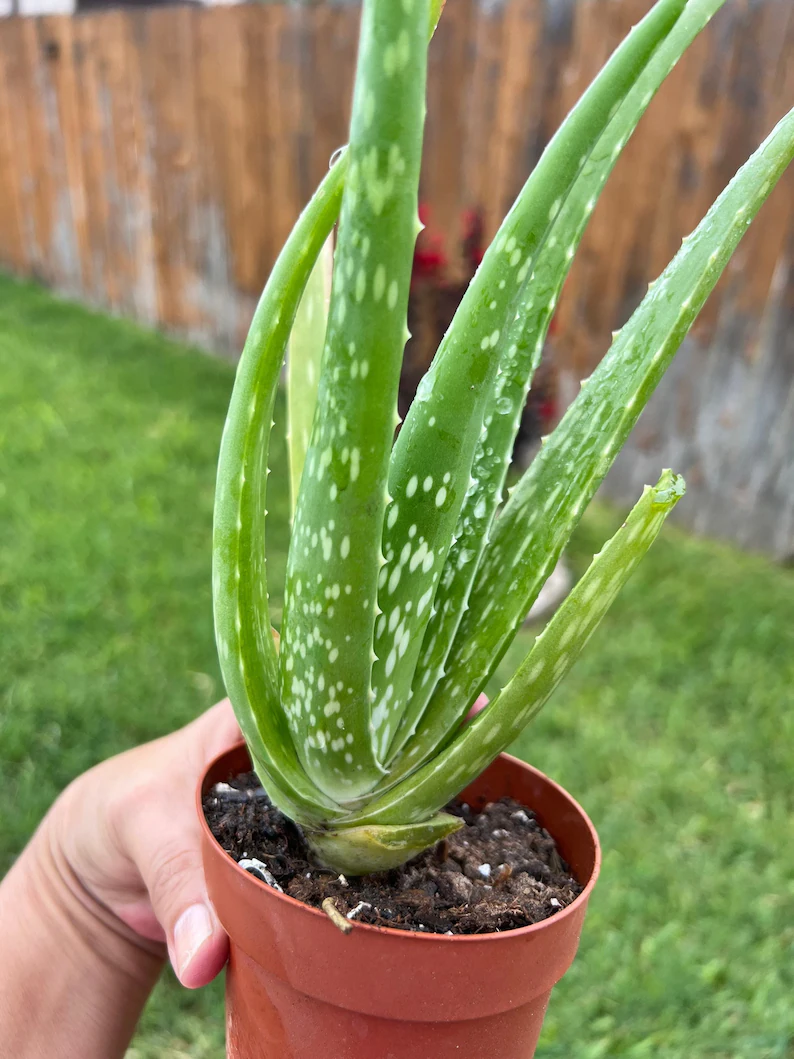 Aloe