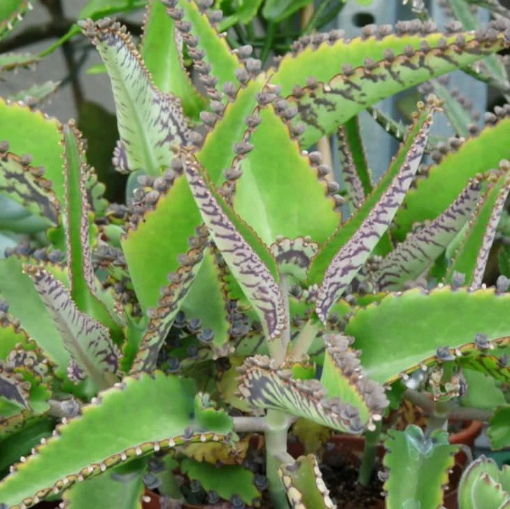 kalanchoe