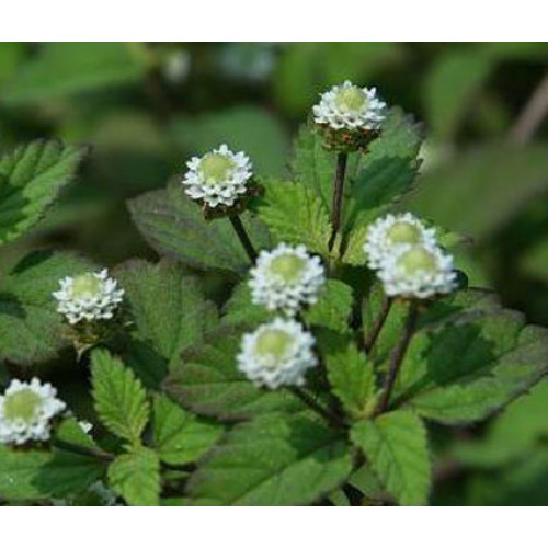 lippia dulce