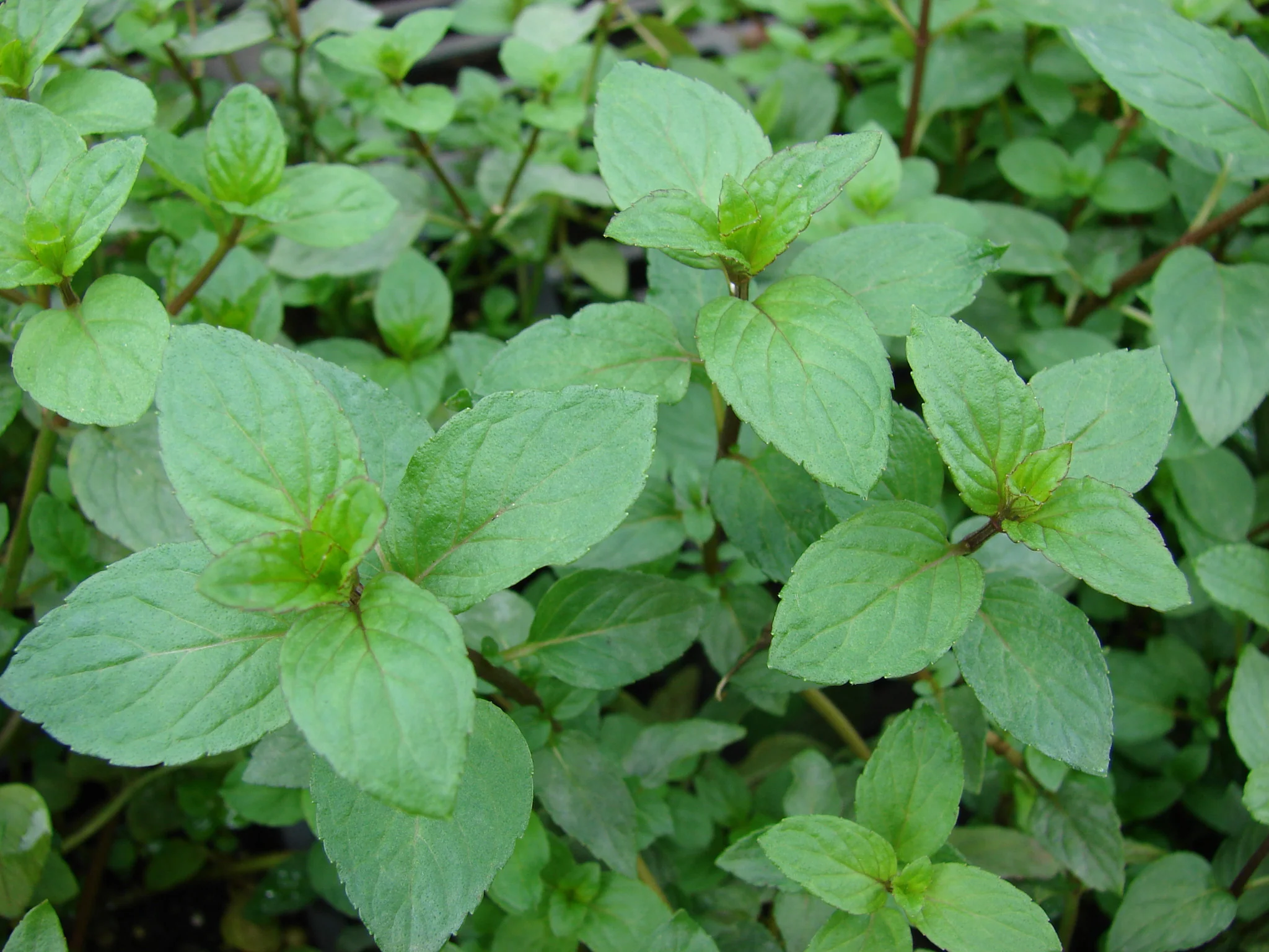 Mentha piperita