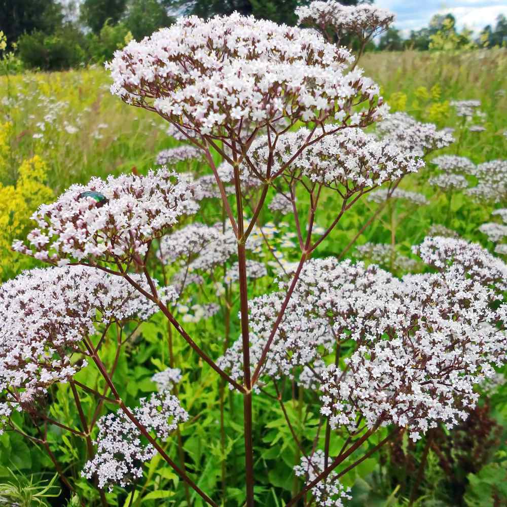 Valeriana